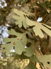Andricus kingi