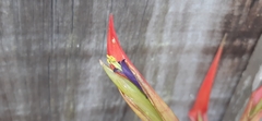 Tillandsia standleyi