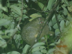 Pseudochirops archeri