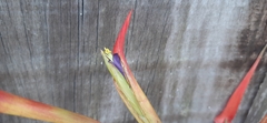 Tillandsia standleyi