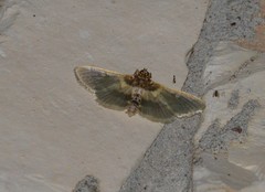 Apilocrocis brumalis