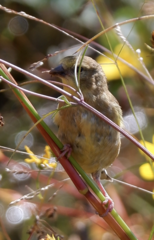 Spinus tristis tristis