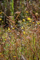 Spinus tristis tristis