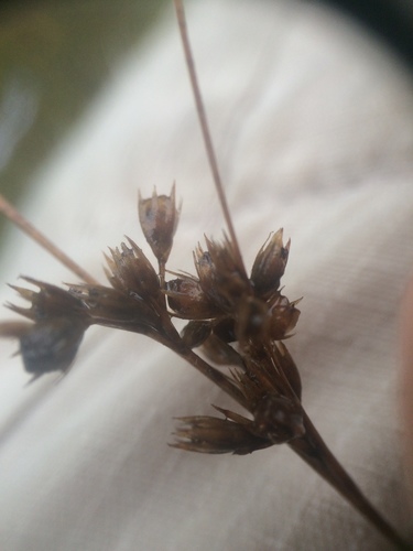 Image of Juncus dudleyi by no rights reserved