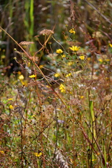 Spinus tristis tristis