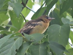 Icterus galbula