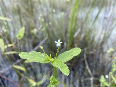 Caperonia castaneifolia