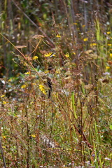 Spinus tristis tristis