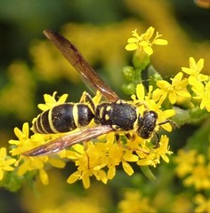 Ancistrocerus adiabatus