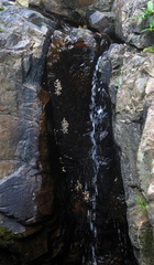 Amolops hongkongensis