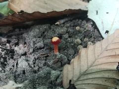 Pseudohygrocybe