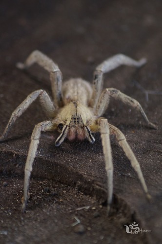 Finance Colombia » Study Details Four New Spider Species Found in Colombian  Pacific Region