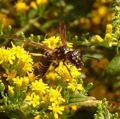 Ancistrocerus adiabatus