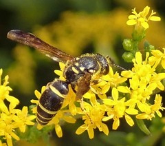 Ancistrocerus adiabatus