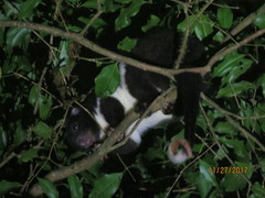 Pseudochirulus herbertensis