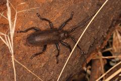 Ceroplesis ferrugator