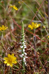 Spiranthes bightensis