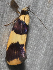 Telecrates laetiorella