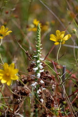 Spiranthes bightensis