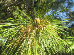 Pinus clausa