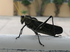 Taeniopoda citricornis