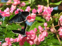Mysoria affinis