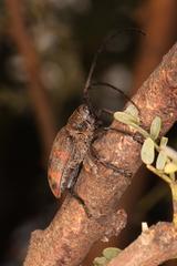 Pycnopsis brachyptera brachyptera