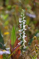 Spiranthes bightensis