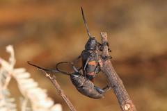 Pycnopsis brachyptera brachyptera