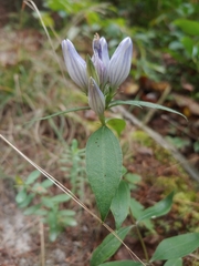 Gentiana villosa
