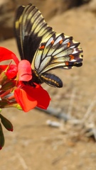 Battus polydamas psittacus