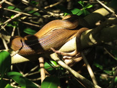 Corallus ruschenbergerii