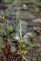 Spiranthes bightensis