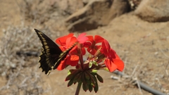 Battus polydamas psittacus