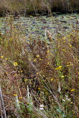 Spiranthes bightensis