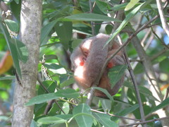 Cyclopes didactylus