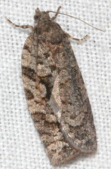 Thrincophora signigerana