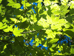 Acer binzayedii