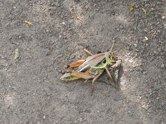 Brachystola behrensii