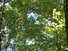 Acer binzayedii