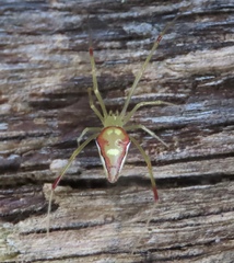 Spintharus flavidus