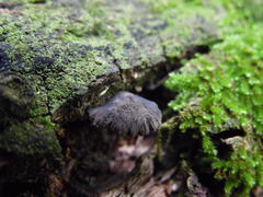 Resupinatus alboniger