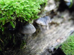 Resupinatus alboniger