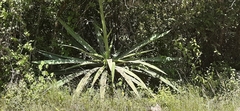 Furcraea cabuya