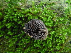 Resupinatus alboniger