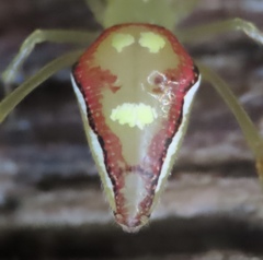 Spintharus flavidus