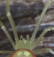Spintharus flavidus