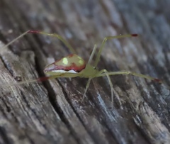 Spintharus flavidus