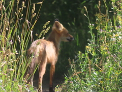 Vulpes vulpes