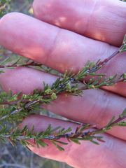 Eriophyes adenostomae
